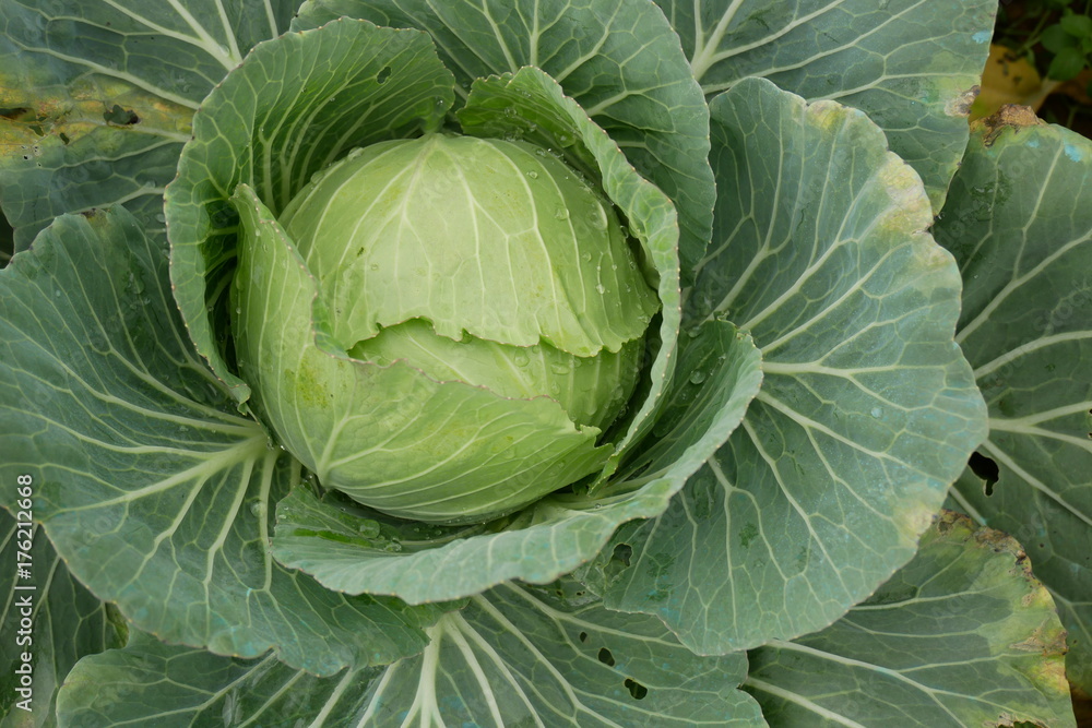 Cabbage vegetable close up Cabbage vegetable close up