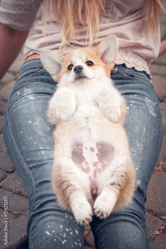 Funny welsh corgi pembroke puppy lying on its owners knees