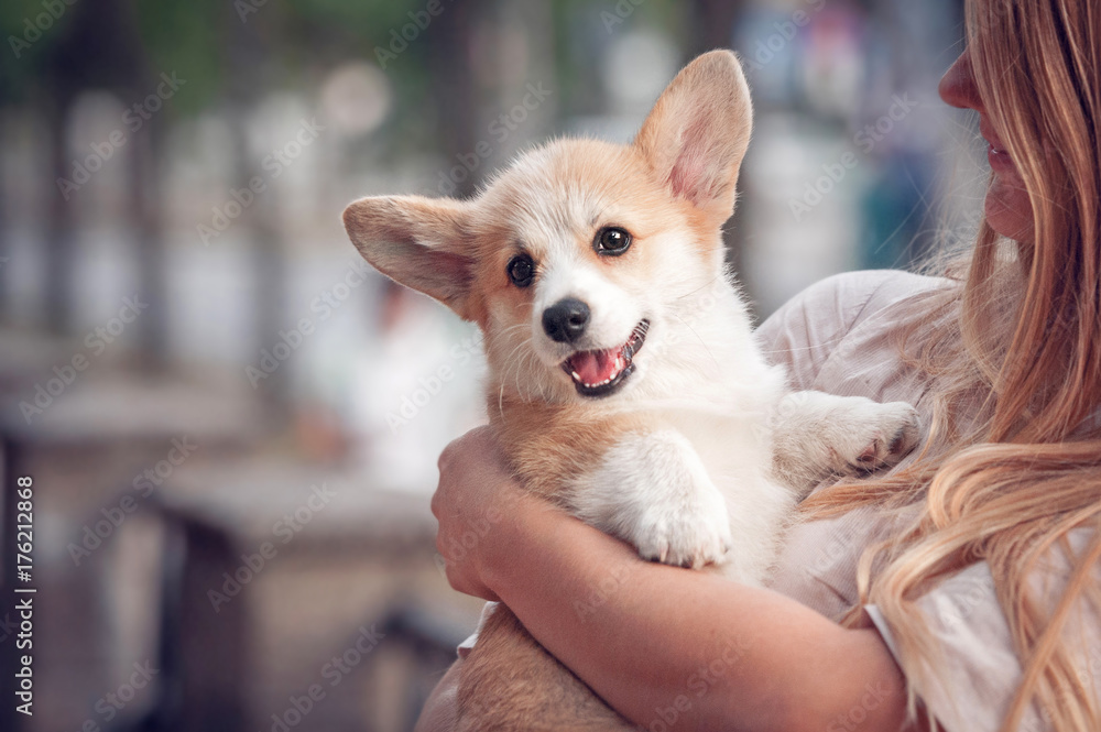 Welsh corgi pembroke puppy on its owners hands Welsh corgi pembroke puppy on its owners hands