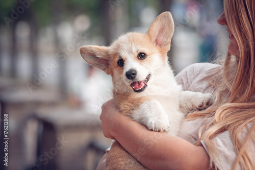 Stampa su tela Welsh corgi pembroke puppy on its owners hands