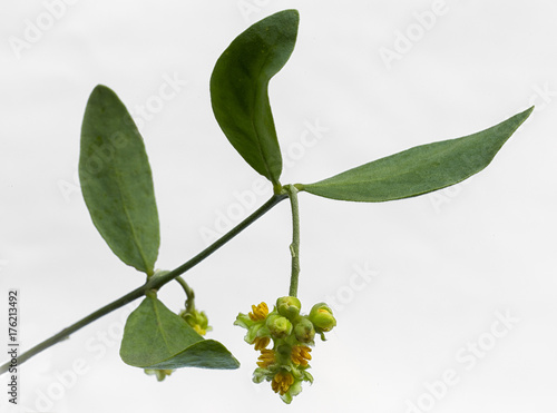 Bilde på lerret Jojoba (Simmondsia chinensis) leaves and flower on White background