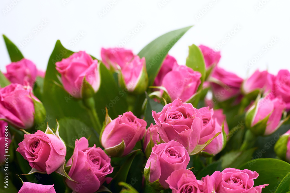 bouquet of roses bouquet of roses