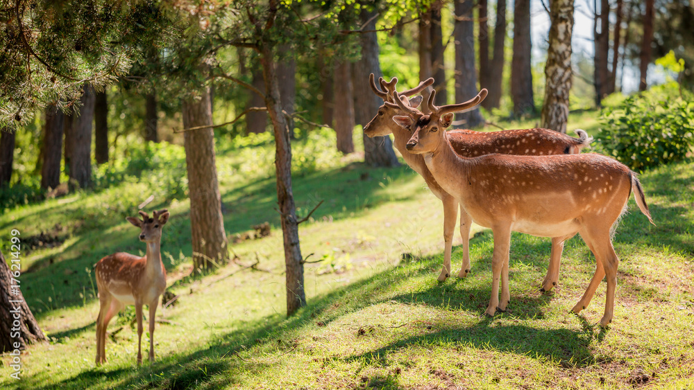 Obraz premium Wonderful deers in forest at dawn, Europe