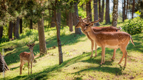 Wonderful deers in forest at dawn, Europe