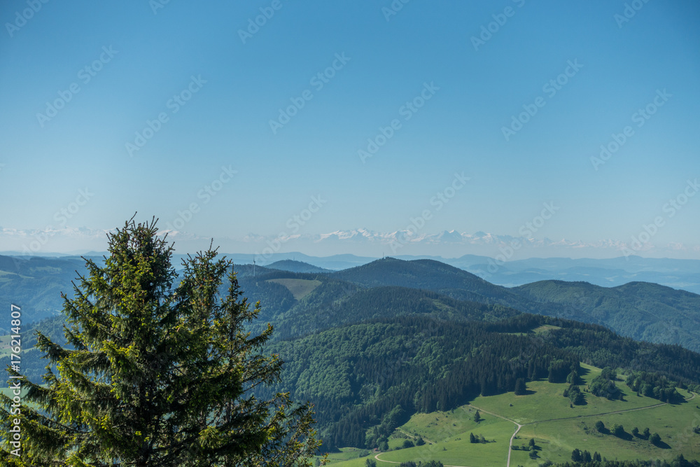 Fototapeta premium The black forest in germany with a view to the alps