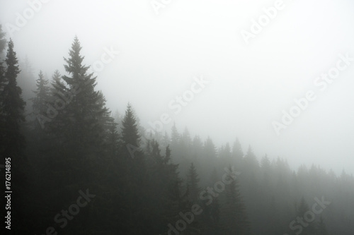 Forest in the fog © Pauli