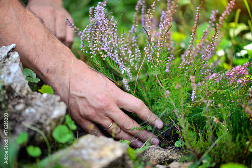 Hands holding blossoming heather (Calluna vulgaris). Planting flowers in the ground.