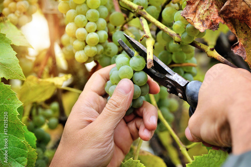 Farmers hands holding and cutting white grape from the vines during wine harvest