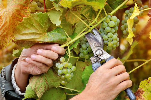 фотографія Farmers hands holding and cutting white grape from the vines during wine harvest