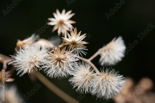 Dandelion on black background