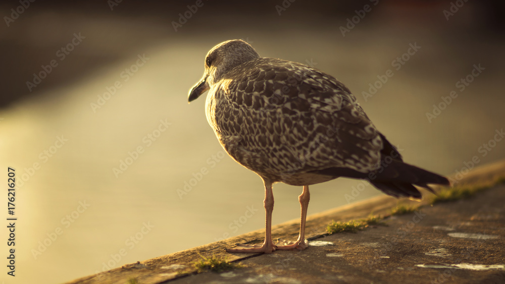 Obraz premium Bird