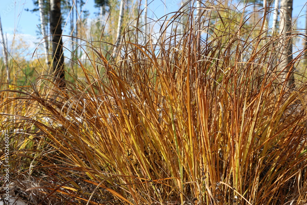Fototapeta premium autumn yellow thick grass in the forest in the rays of a bright warm sun,