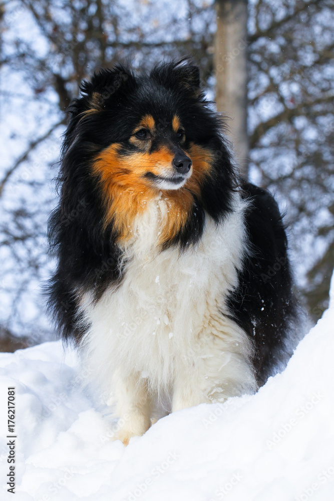 Sheltie dog in a snowdrift. Black color with red tan.