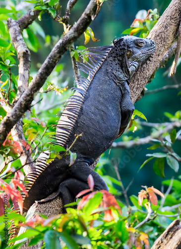 Iguana resting in a tree near Tempisque river - Muelle de San carlos, Costa Rica photo