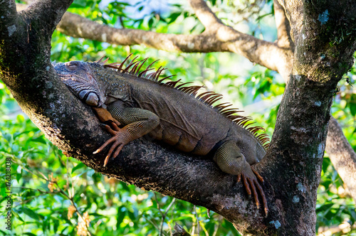 Orange colored Iguana resting in a tree near Tempisque river - Muelle de San carlos, Costa Rica photo