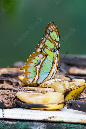 Close-up on Malachite butterfly, Siproeta stelenes biplagiata - Costa rica photo