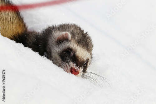 A ferret in the snow, a portrait. Close-up.