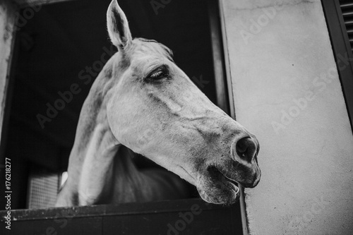 Black and white portrait of white horse showing the face through the window.