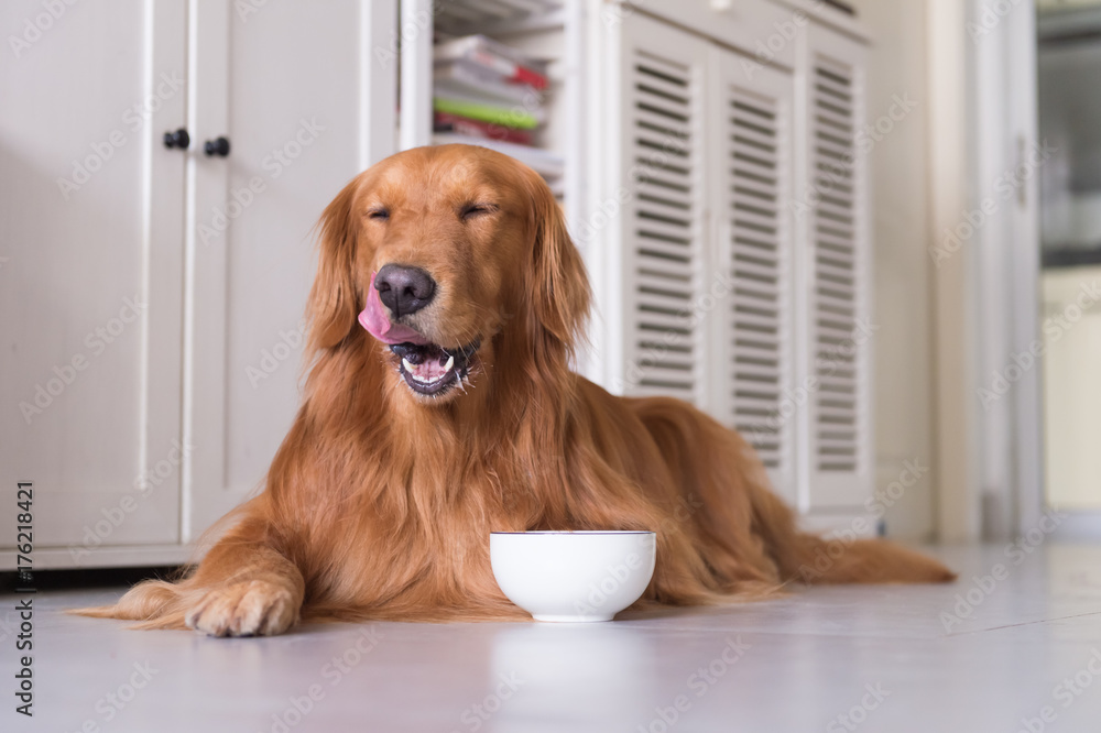 Golden Retriever to lie on the ground