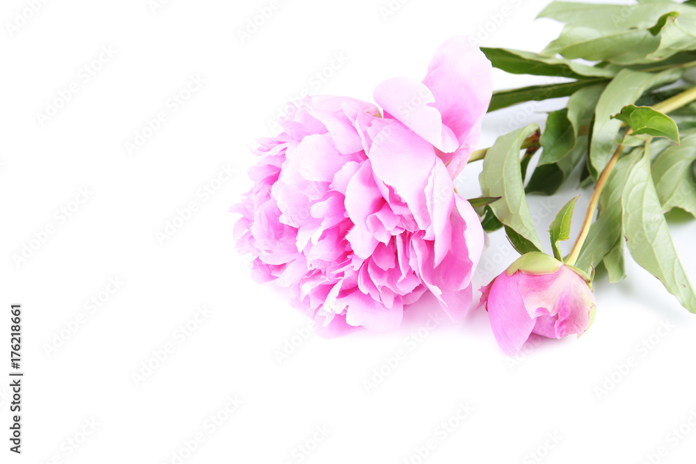 Peony flower isolated on white background Peony flower isolated on white background