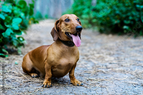 Dog dachshund outdoors. A beautiful red dachshund sits sticking out his tongue in the alley in the park amidst green trees.