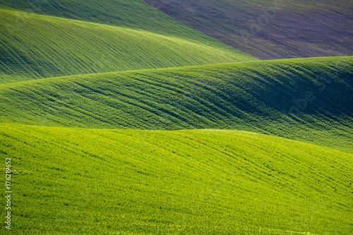 Rolling hills of green wheat fields. Amazing fairy minimalistic landscape with waves hills, rolling hills. Abstract nature background. South Moravia, Czech Republic © daliu
