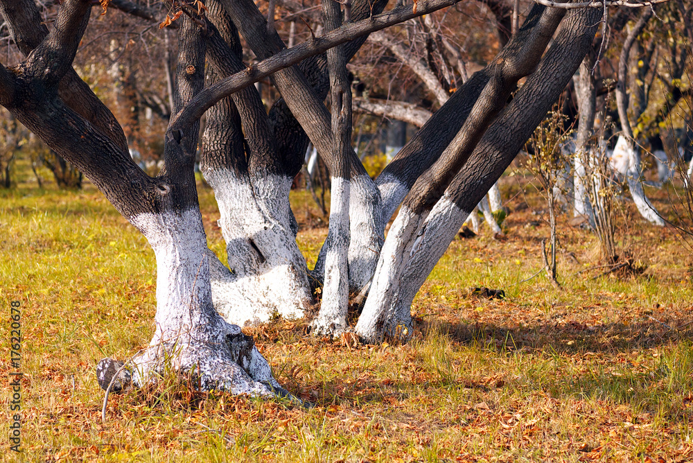 whitewashed bare trees in autumn park whitewashed bare trees in autumn park