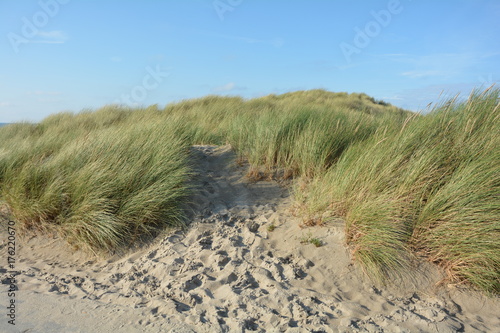 Sandd  nen  und Strandhafer an der Nordseek  ste in den Niederlanden auf der Insel Schouwen-Duiveland