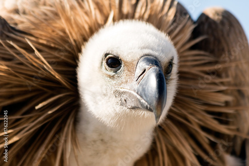 Vulture portrait 