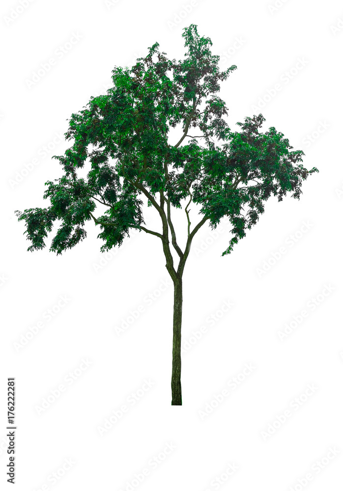 Green Tree isolated at on white background of file with Clipping Path .
 