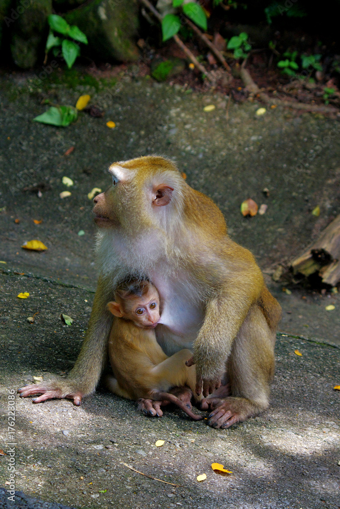 Fototapeta premium Mom and baby monkeys