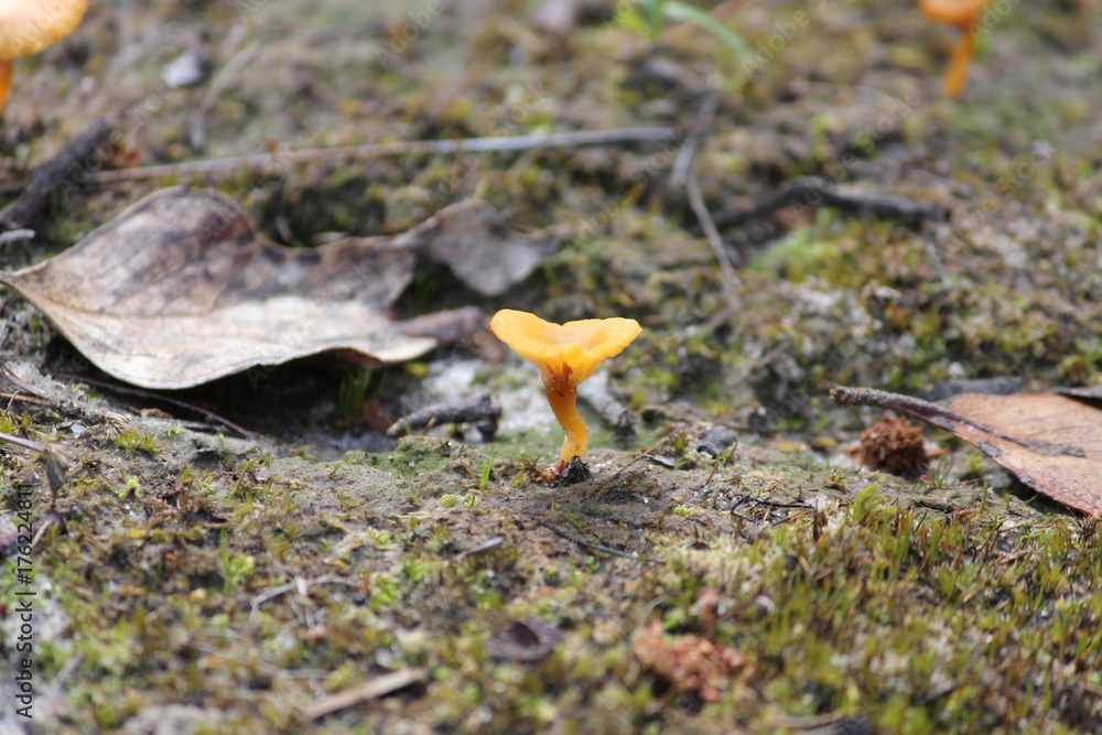 Mushroom Mushroom