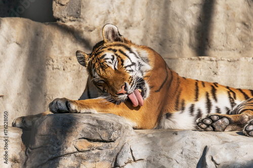 Tiger sit in deep wild  animal and jungle concept