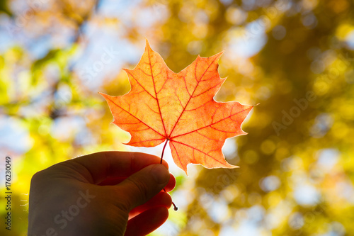 Maple leaf in hand on a blurred background of autumn foliage