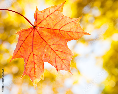 Maple leaf on blurred background of autumn leaves