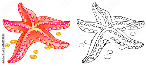 Colorful and black and white pattern of starfish, vector cartoon image.