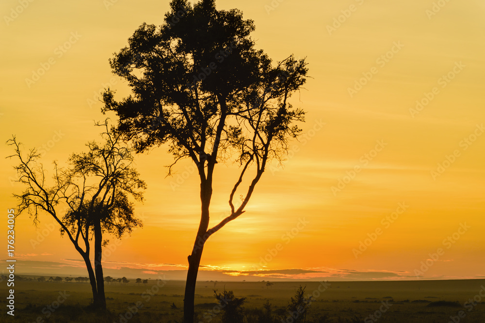 Gorgeous sunrise in Africa, Safari, Kenya.