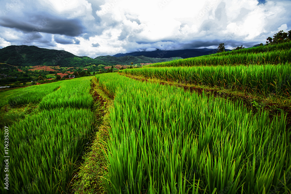 Rice terrace and Rice field