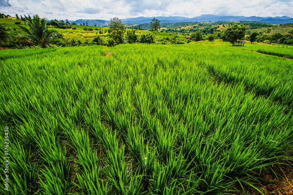 Fototapeta premium Rice terrace and Rice field