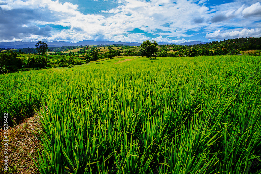 Rice terrace and Rice field