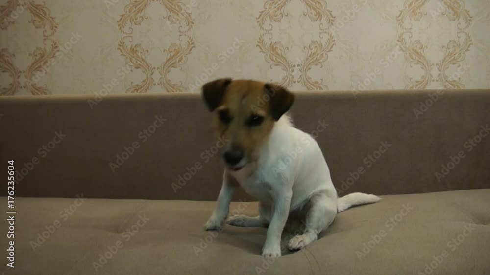 Jack Russell Terrier executes commands Jack Russell Terrier executes commands