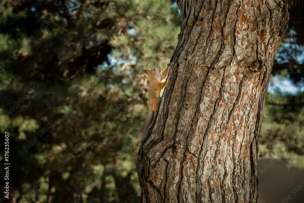 Fototapeta premium Squirrel running fast up to the tree