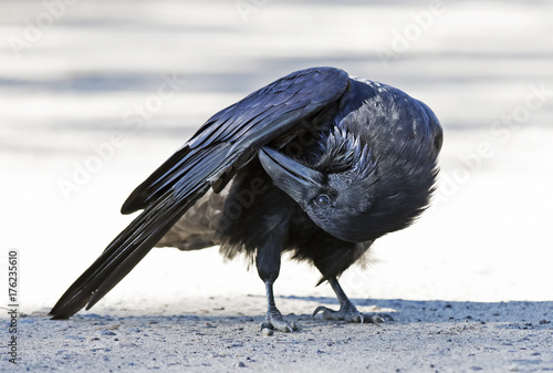 Common raven (Corvus corax) preening wings in Algonquin Park, Canada