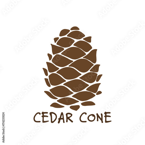 Cedar cone, sketch for your design