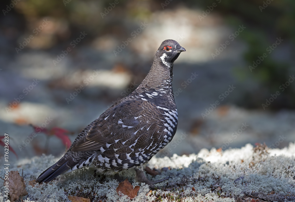 Spruce grouse male (Falcipennis canadensis) posing in lichen in Algonquin Park, Canada