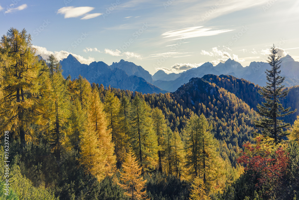 Magnificent view with golden larch forest in the foreground and high mountains in the background.