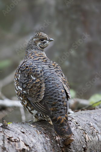 Spruce grouse female posing on log in Algonquin Park, Canada