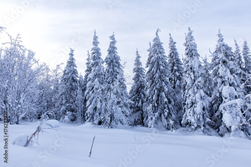 Winter forest © ArtEvent ET