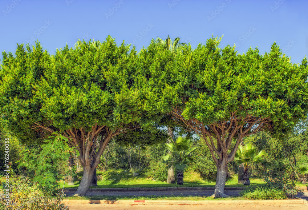 Two symmetric green trees in the Beach park. Antalya, Turkey