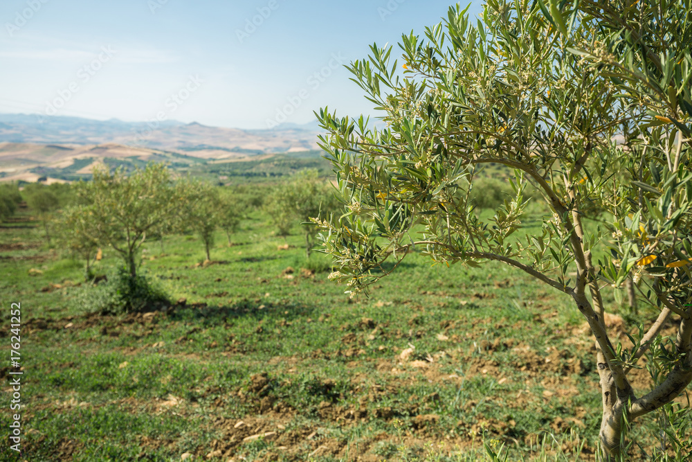 Close-up of young olive tree. Plantation of olive trees. Olive grove, hills, cultivated land and blue sky 